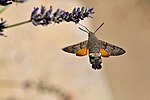 Macroglossum stellatarum – Oberseite