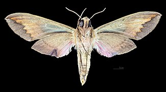 Revers dela femelle (coll.MHNT)