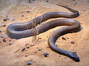 Inlandtaipan