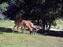 Freilaufende Damhirsche