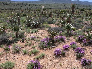 Blomme in Willowmore