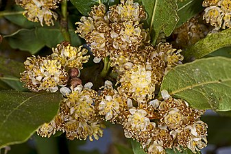 Erramua, Ereinotza (Laurus nobilis)