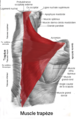 Trapezius muskel.