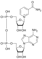 Thumbnail for Nicotinamide adenine dinucleotide