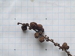 Detail of fruit against a 1 cm grid