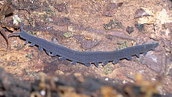 Peripatoides novaezealandiae