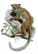 Drawing of brown bushbaby