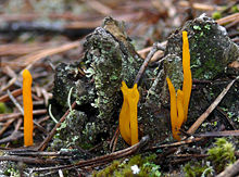 Lipnusis tampriagrybis (Calocera viscosa)