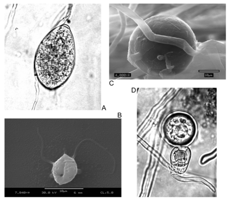 Voortplantingsorganen: A: sporangium. B: zoöspore. C: chlamydospore. D: oöspore.