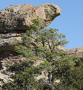 Pinus leiophylla chihuahuana