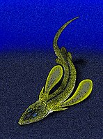 Pseudopetalichthys problematicus