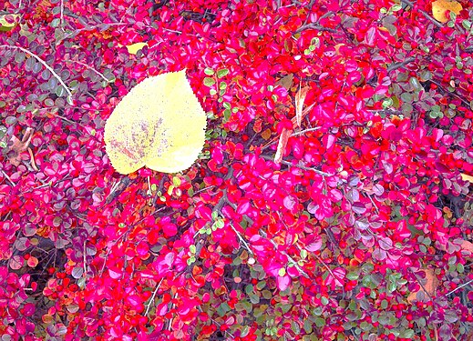 Barberry bush