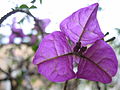 Drei violette Hochblätter der Drillingsblume (Bougainvillea)