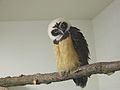 Franklin, the spectacled owl chick - now (2021) an adult