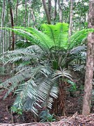 L. hopei — no sub-bosque da Daintree Rainforest, nordeste de Queensland.