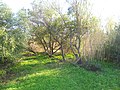 Ginestra, alberi di Mimose e canneto.