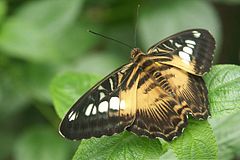 Parthenos sylvia