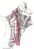 Vertebral artery