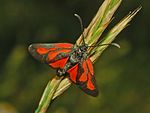 Zygaena osterodensis – Oberseite