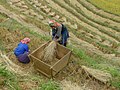 Hmong-Frauen bei der Reisernte