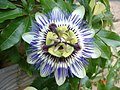 Passiflora caerulea (blaue Passionsblume)