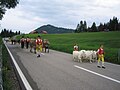 Appenzell farmer bringing his cows up to Schwägalp for the summer