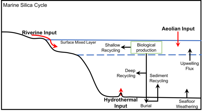 Inputs to the marine silica cycle adapted from Treguer et al., 1995[21]