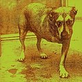 Alice in Chains 7 November 1995 (Columbia Records) #1 US (2x Platinum), #37 UK