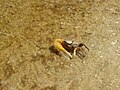 Sand fiddler crab (Uca pugilator)