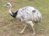 Greater Rhea