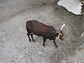 A Watusi as seen from an aerial tramway.