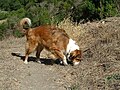 English Shepherd