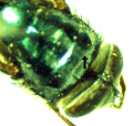 Longitudinal lines on the pronotum.