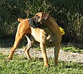 Image:Hunt Hill Boerboels Male.jpg