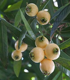 Leaves and fruit