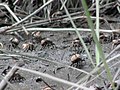 Fiddler crabs forage for food in Atlantic salt marsh