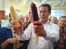 Contoh Inovasi UB (Jagung Ungu/Brawijaya Purple Sweet-F1 Hybrid) yang langsung dikontrak Menteri Pertanian RI, Amran Sulaiman