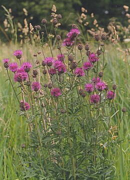 Didžiagalvė bajorė (Centaurea scabiosa)