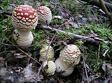 Paprastoji musmirė (Amanita muscaria)