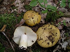 Ūmėdė (Russula sp.)