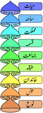 The various levels of the scientific classification system.